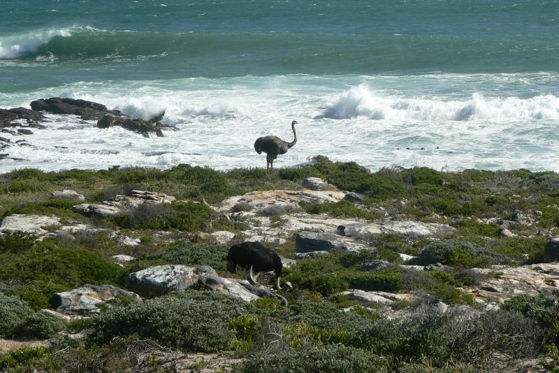 60 PENISOLA DEL CAPO Capo Di Buona Speranza